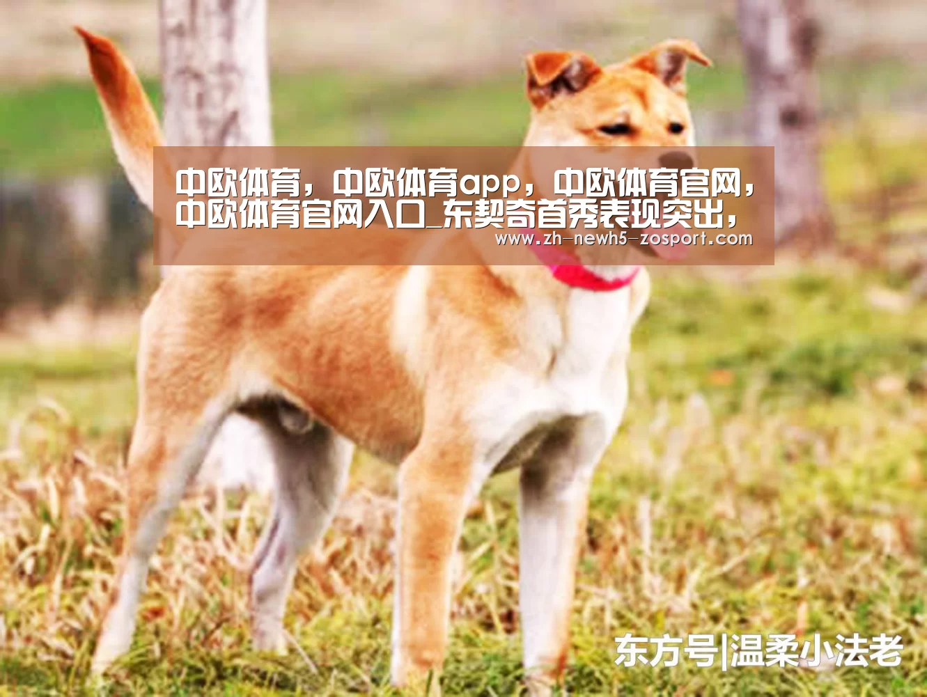 中欧体育，中欧体育app，中欧体育官网，中欧体育官网入口